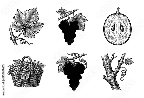Vintage engraving collection of grape bunches, vine leaves, cross section fruit, and wicker basket in woodcut style