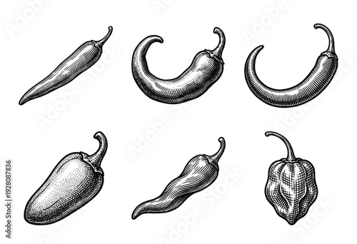 Collection of assorted chili peppers in a detailed vintage woodcut engraving style including habanero and jalapeno varieties