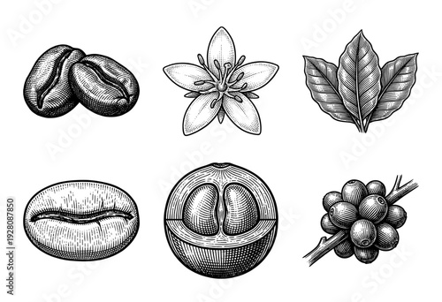 Set of coffee plant botanical illustrations featuring beans, flowers, leaves, and berries in a vintage woodcut engraving style.