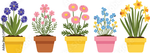 Set of Five Colorful Spring Flowers in Clay Pots featuring Purple Hyacinth Pink Cosmos Daisy Blue Forget Me Not and Yellow Daffodils Isolated on White