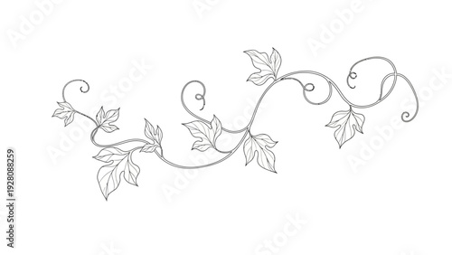 Elegant decorative vine scrollwork with leaves and tendrils
