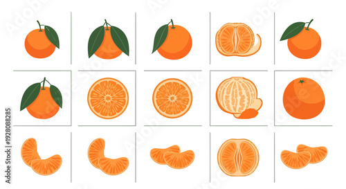 Collection of flat vector illustrations of whole, peeled, sliced and segmented mandarins with leaves, concept for healthy eating guide, menu design and organic food advertisement
