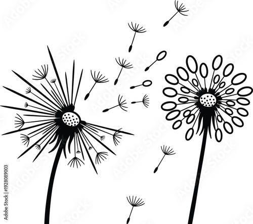 Hand drawn black dandelion flowers with blowing seeds in wind vector illustration on transparent backdrop