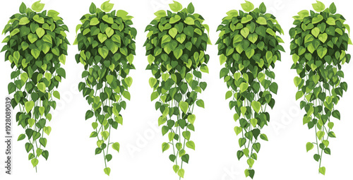Set of hanging pothos ivy houseplant illustrations with lush green trailing leaves for indoor garden decor, nature patterns, urban jungle design, and botanical vector art. (25 words)