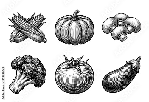 Vintage style woodcut engraving collection of fresh vegetables featuring corn, pumpkin, mushrooms, broccoli, tomato, and eggplant isolated on white.