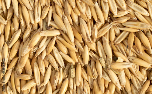 Cereal seeds isolated on white background. pile oats, wheat, barley close-up