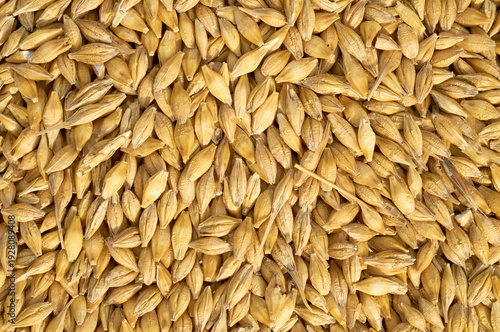 Cereal seeds isolated on white background. pile oats, wheat, barley close-up