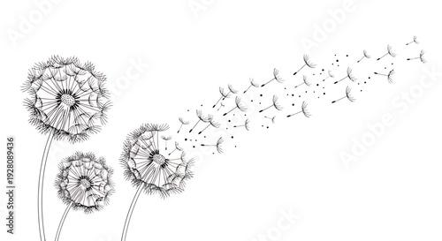 Minimalist black and white sketch of dandelions with seeds blowing in the wind, concept for spring decoration, nature inspired wallpaper and gentle background design