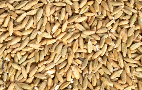 Cereal seeds texture background. pile oats, wheat, barley close-up