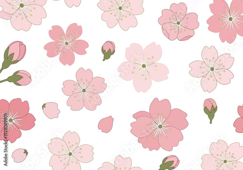 Pink and reddish cherry blossom flowers buds and petals scattered on a white background