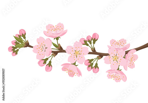 Pink cherry blossom branch illustration on a white background