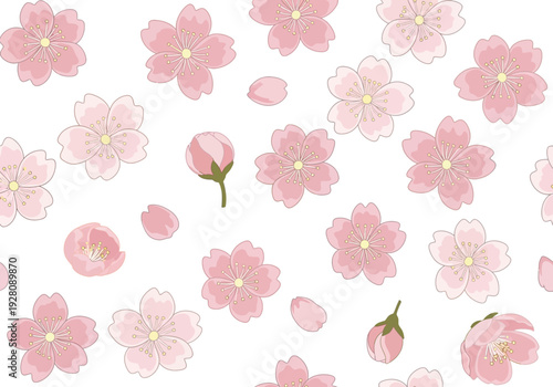 Seamless pattern of pink cherry blossoms buds and fallen petals on a white background