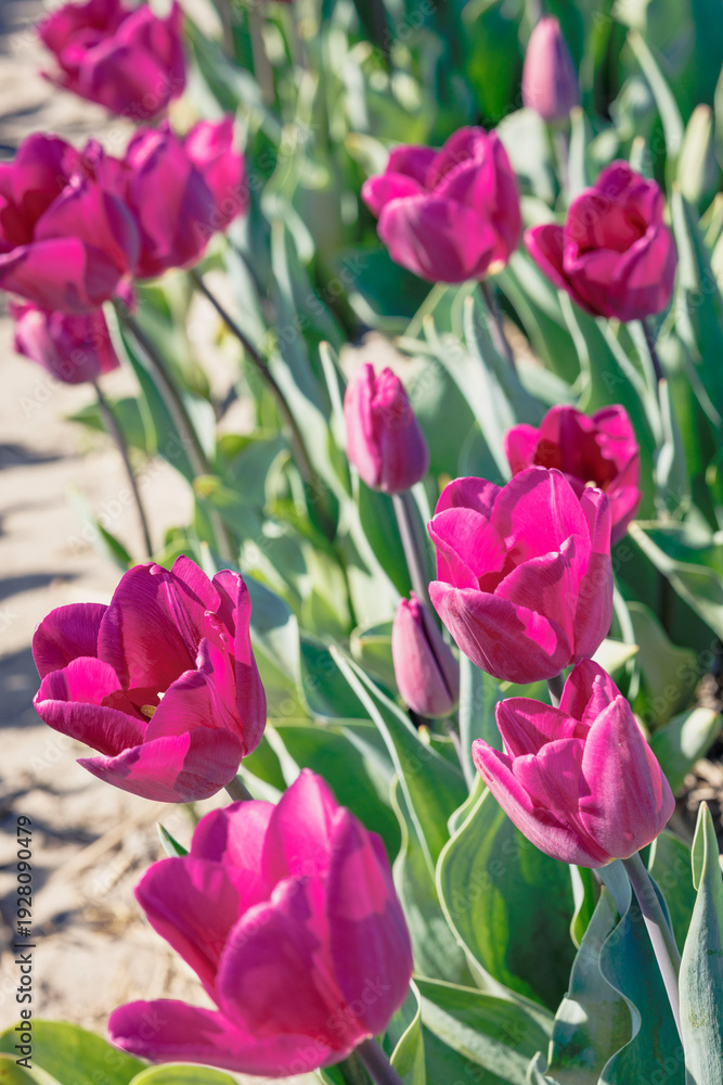Obraz premium pink tulips in the garden