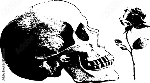 Skull and rose ink sketch - high contrast black and white art for tattoo design or gothic decor