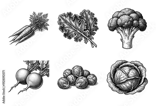 Set of six hand drawn vintage style vegetable illustrations featuring carrots kale broccoli radishes brussels sprouts and cabbage in woodcut engraving