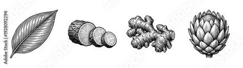 Vintage botanical engraving collection featuring a single leaf, wood logs with growth rings, ginger root, and an artichoke in a detailed woodcut line art style.