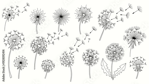 Hand drawn dandelion flowers set with blowing seeds and flying fluff isolated on white background vectors