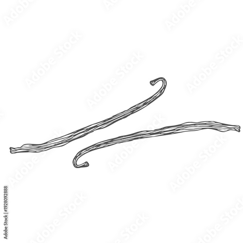 Dry vanilla pods. Sweet and aromatic baking ingredient. Linear illustration of sweet spice on white background. Vanilla dry sticks