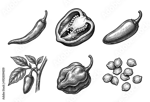 Vintage engraving of various chili pepper types including habanero and jalapeno with seeds and plant branch in woodcut style