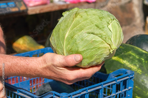 Ripe white cabbage isolated on white background.