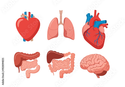 Six isolated illustrations of human internal organs against a white background