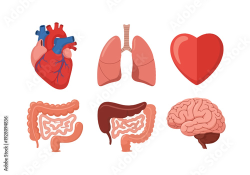 Six anatomical illustrations of human organs arranged in two rows