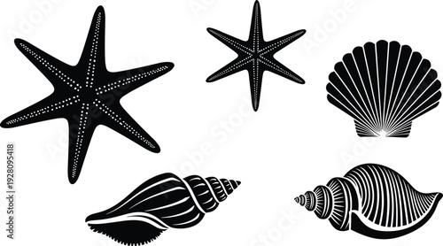Sea shell and starfish vector silhouette set, nautical beach elements, marine life collection, isolated scallop and conch shells on white, summer.
