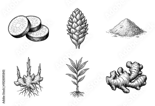 Vintage engraving of ginger plant collection including rhizome roots, botanical flower bud, sliced pieces, and ground spice powder in a hand drawn line art style.
