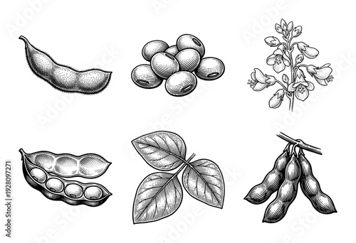 Vintage soybean botanical collection featuring engraved illustrations of pods, seeds, flowers, and leaves in a classic woodcut style.