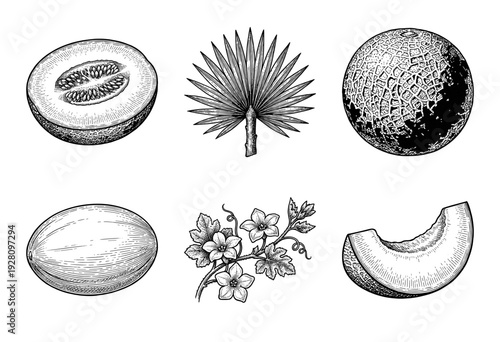 Vintage botanical engraving set of melon fruit including cantaloupe slices honey melon and flowering vines in black and white line art style