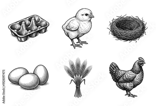 Vintage engraving style poultry farming collection featuring chicken, chick, organic eggs, nest, wheat stalks, and egg carton on white background.