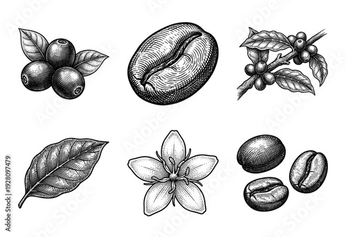 Vintage engraving collection of coffee plant botanical elements including roasted beans, flowering blossoms, fresh leaves, and ripe cherries.