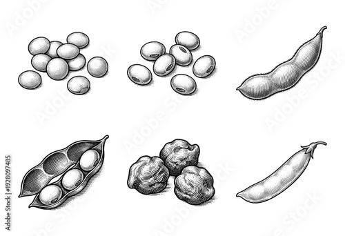 Vintage woodcut style illustration of various legumes including soybeans, chickpeas, and pea pods