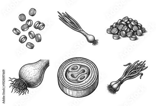 Set of scallion and green onion botanical illustrations featuring whole bulbs, chopped slices, and bundles in a detailed vintage woodcut engraving style.