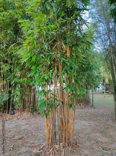 Tall yellowish bamboo tree with lush green leaves