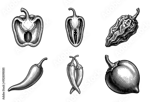 Collection of various pepper varieties in a vintage engraved woodcut style featuring bell peppers chili and habanero illustrations