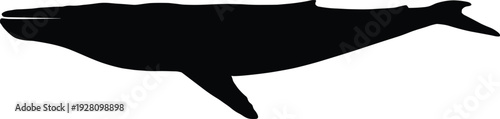 Minimalist Black Silhouette of a Giant Blue Whale Isolated on White Background for Marine Biology Education Wildlife Conservation Graphics and Ocean Themed Design Project