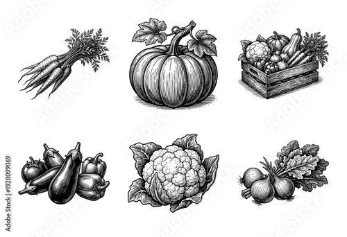 Set of organic farm vegetables in vintage woodcut engraving style including pumpkin cauliflower carrots eggplant and onions