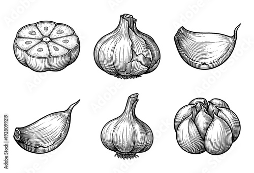 Vintage engraving of garlic bulbs and individual cloves in a detailed woodcut style illustration collection