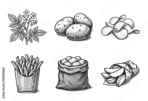 Vintage engraving style potato collection featuring botanical plant, raw tubers in sack, crispy chips, french fries, and seasoned wedges.