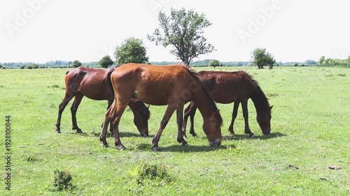 Group of brown horses grazing in a wide green meadow on a sunny day