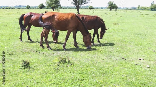 Group of brown horses grazing in a wide green meadow on a sunny day