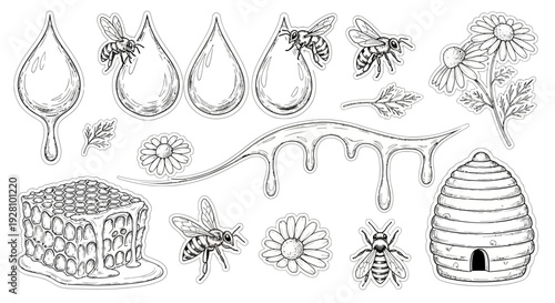 Honeybee illustration bees honeycomb honey drops and floral elements
