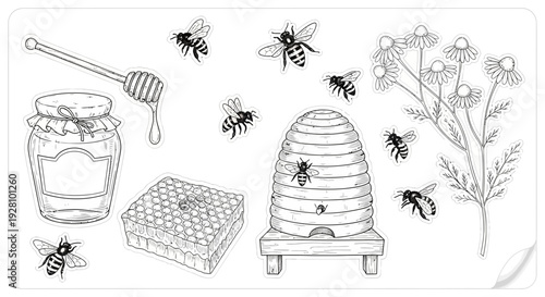 Honeybee illustration jar honeycomb hive bees and chamomile vector elements