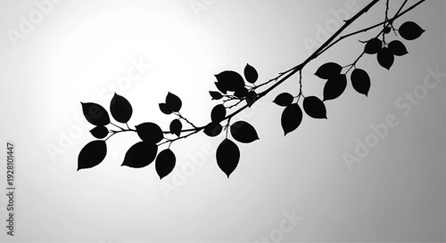 Black Leaves Branch Silhouette Against Gray Background