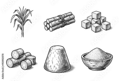Vintage engraving style collection of sugarcane stalks and refined sugar products featuring cubes powder and brown sugar loaf