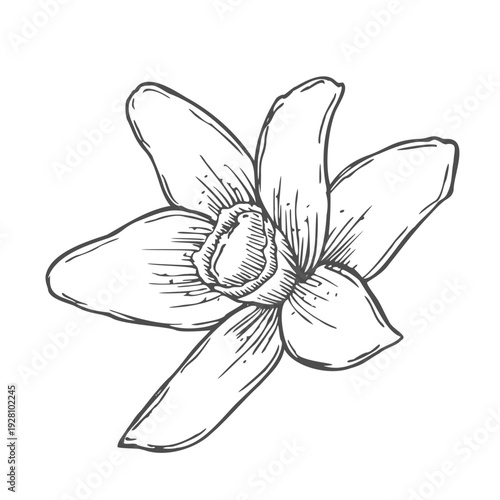 Vanilla flower with leaves. Hand drawn vanilla orchid. Line art illustration of vanilla. Vanilla on isolated background