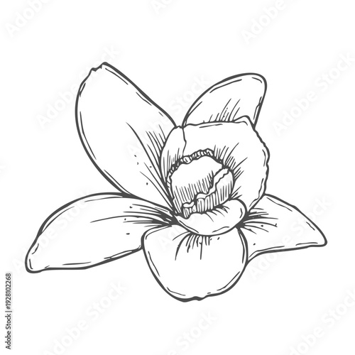 Vanilla flower with leaves. Hand drawn vanilla orchid. Line art illustration of vanilla. Vanilla on isolated background