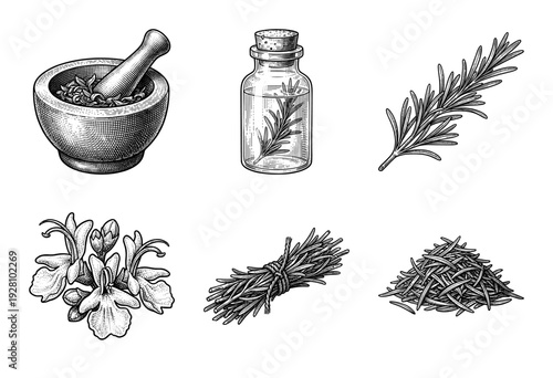 Rosemary herb botanical set featuring hand drawn engraving style illustrations of fresh sprigs, flowers, essential oil bottle, mortar and pestle, and dried leaves.