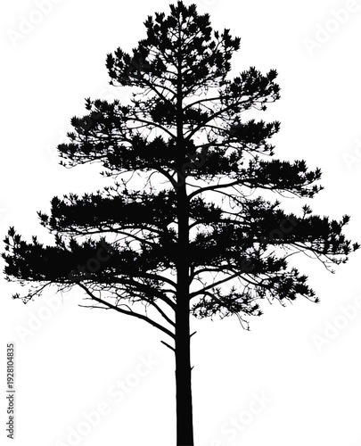 Tall Pine Tree Silhouette Isolated on White Background